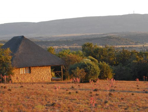 Olive Tree Farm, Hekpoort