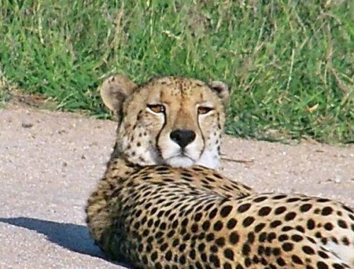 Kruger National Park – Skukuza – Bungalow